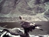 ����� �������